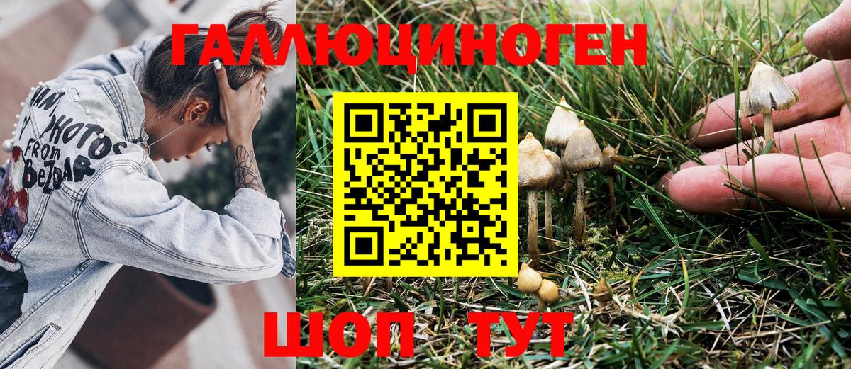 Галлюциногенные грибы Psilocybe Муравленко